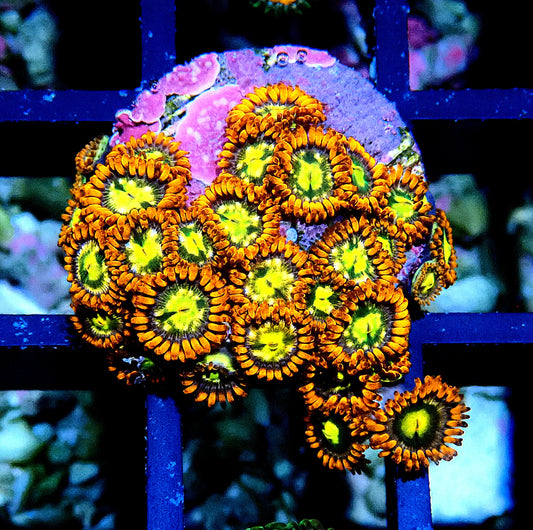 Flaming Sun Zoanthid WYSIWYG