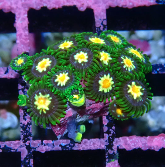 Pin wheel Zoanthid WYSIWYG