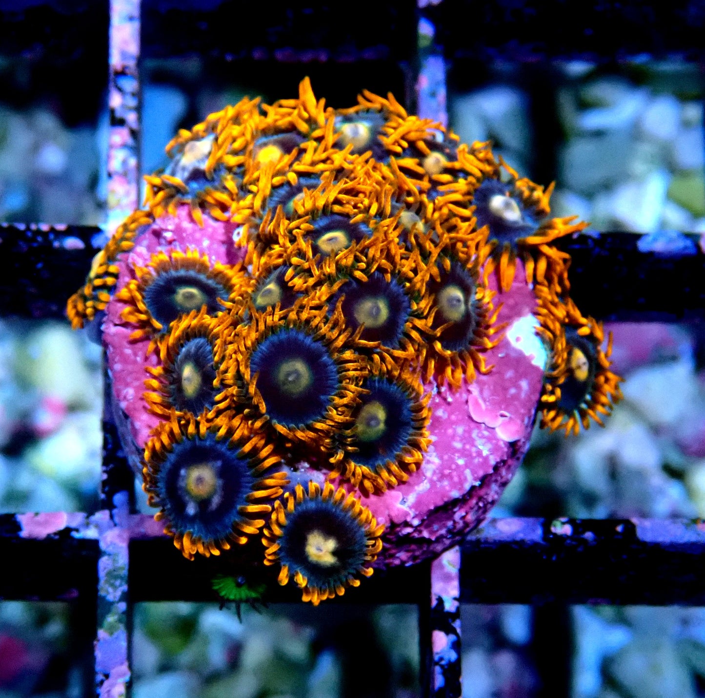 Fire and Ice Zoanthid WYSIWYG
