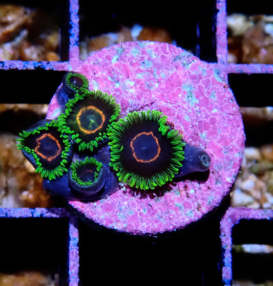 Purple Heart Zoanthid WYSIWYG