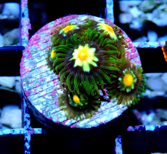 Pin wheel Zoanthid WYSIWYG