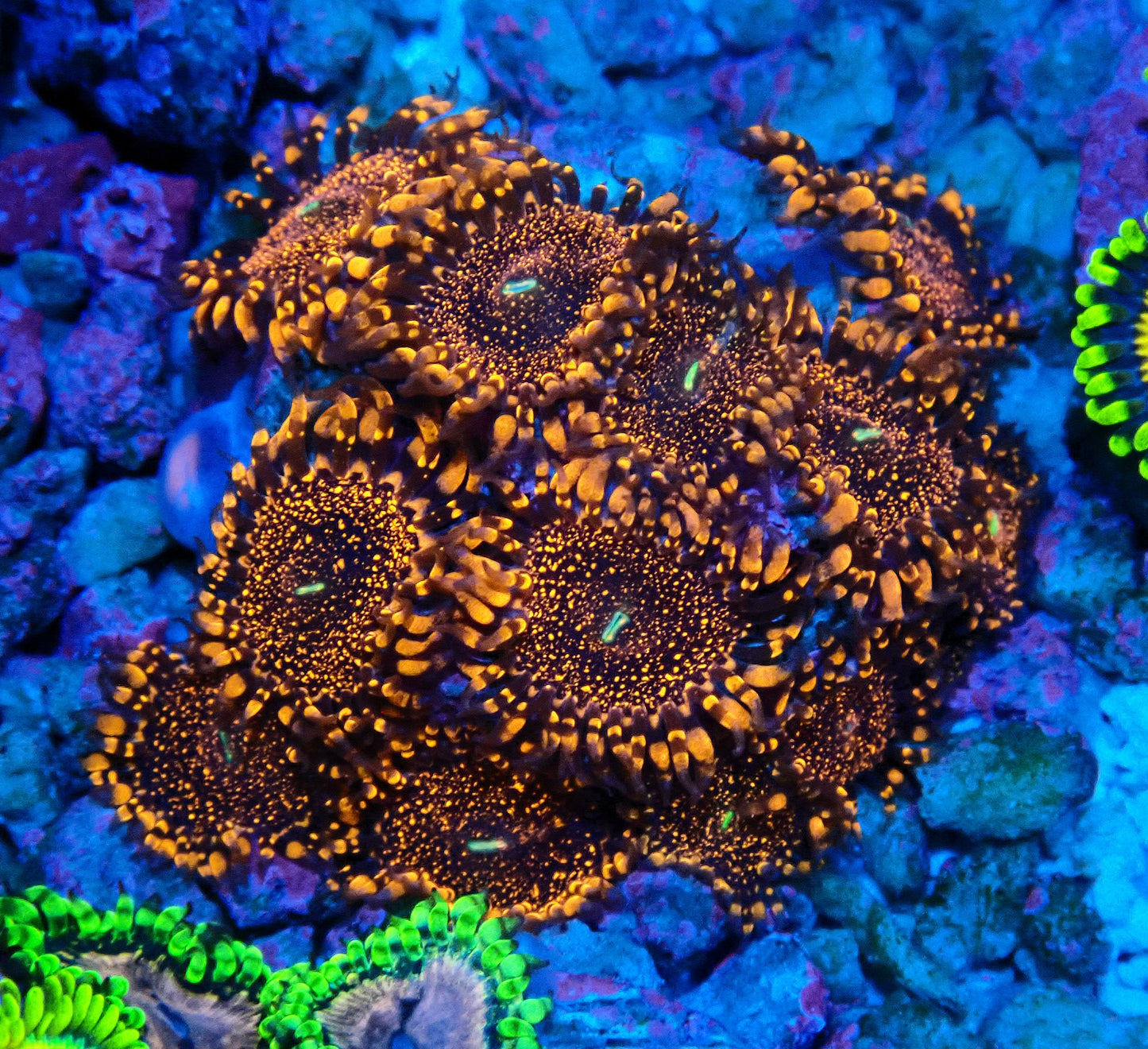 Darth Maul Zoanthid WYSIWYG
