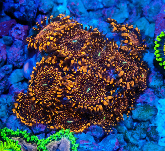 Darth Maul Zoanthid WYSIWYG