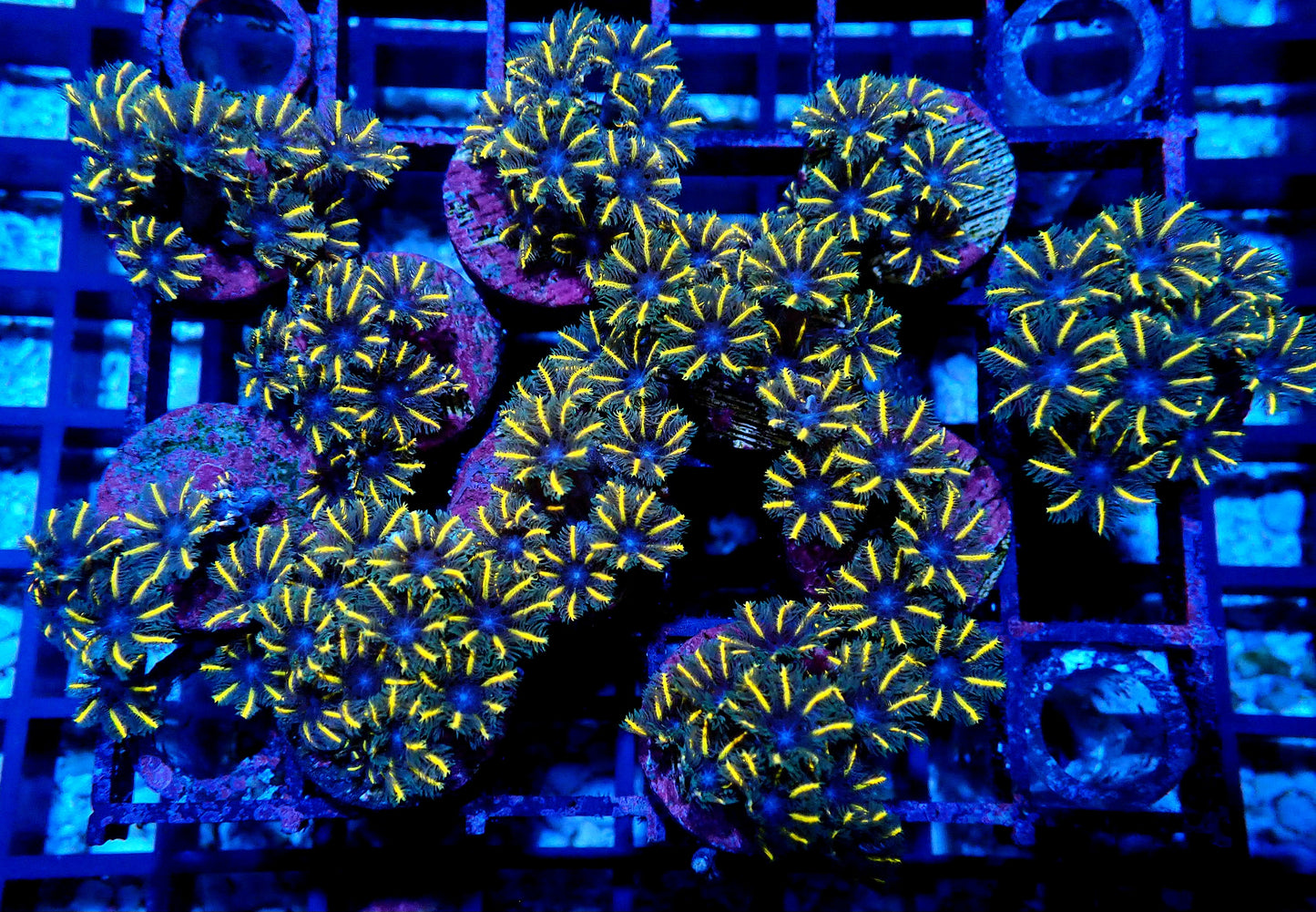 TSA Candy Corn Clove Polyps *Per polyp*