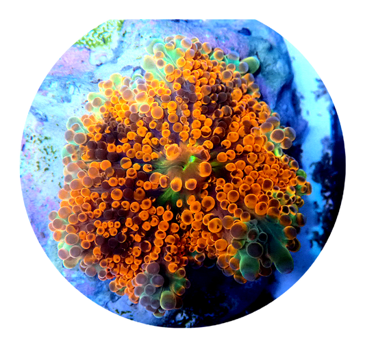 Red Ricordea