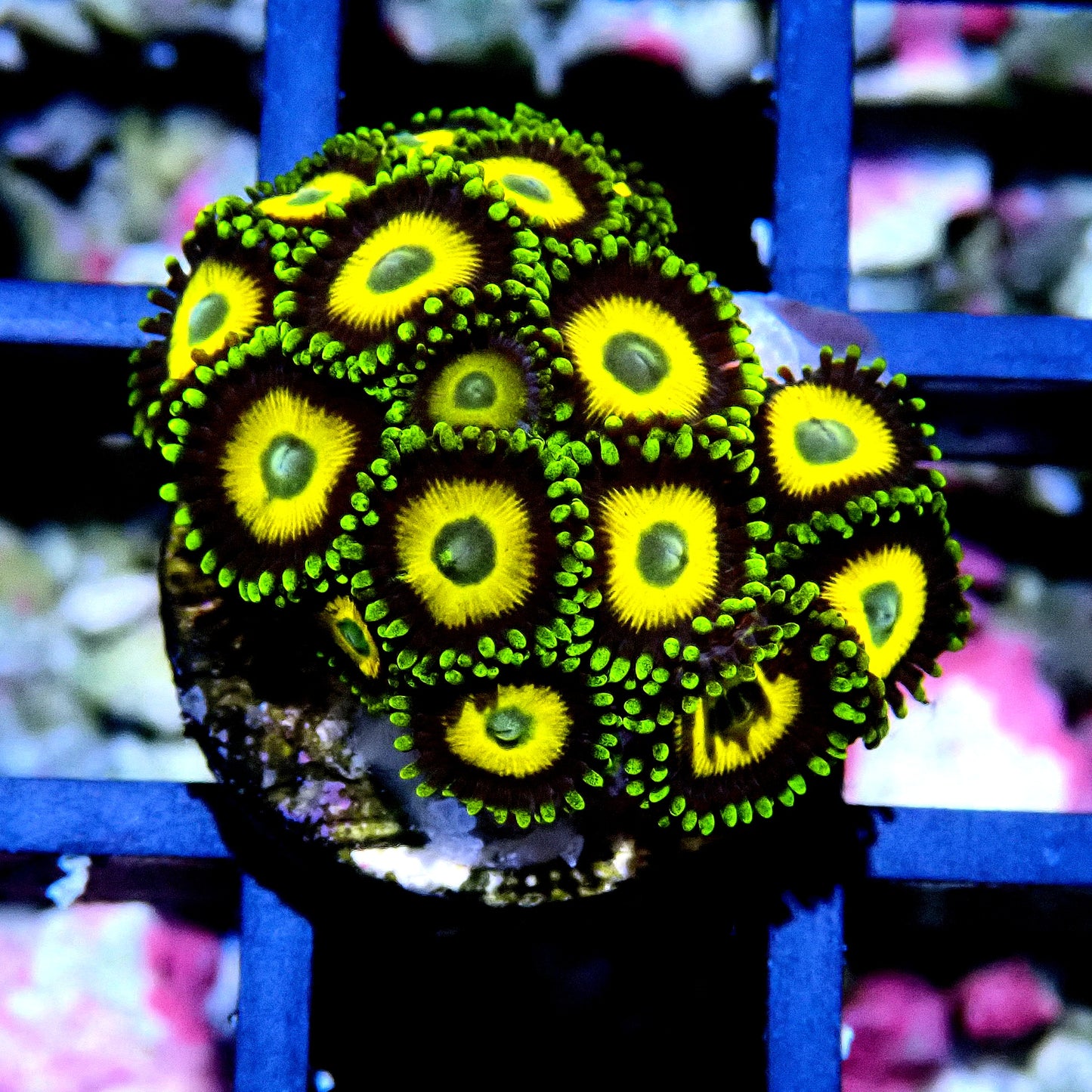 Scrambled Eggs Zoanthid WYSIWYG