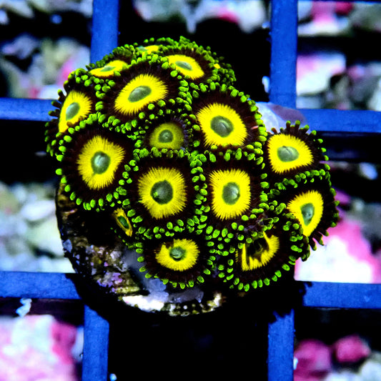 Scrambled Eggs Zoanthid WYSIWYG