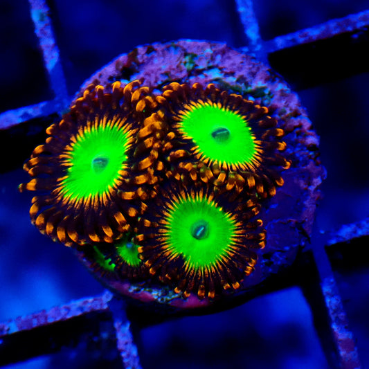 Candy Apple Orange Zoanthid WYSIWYG