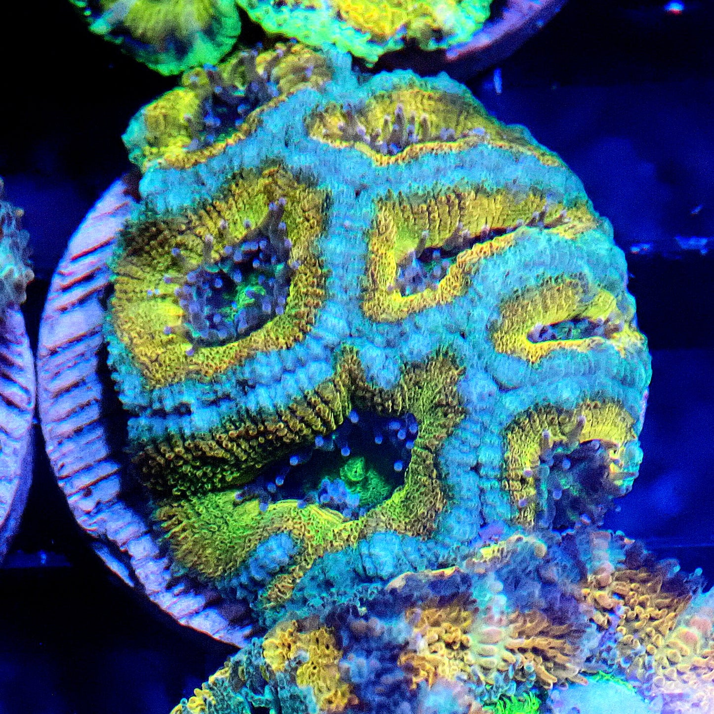 Acan (Micromussa) WYSIWYG