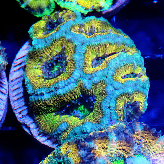 Acan (Micromussa) WYSIWYG