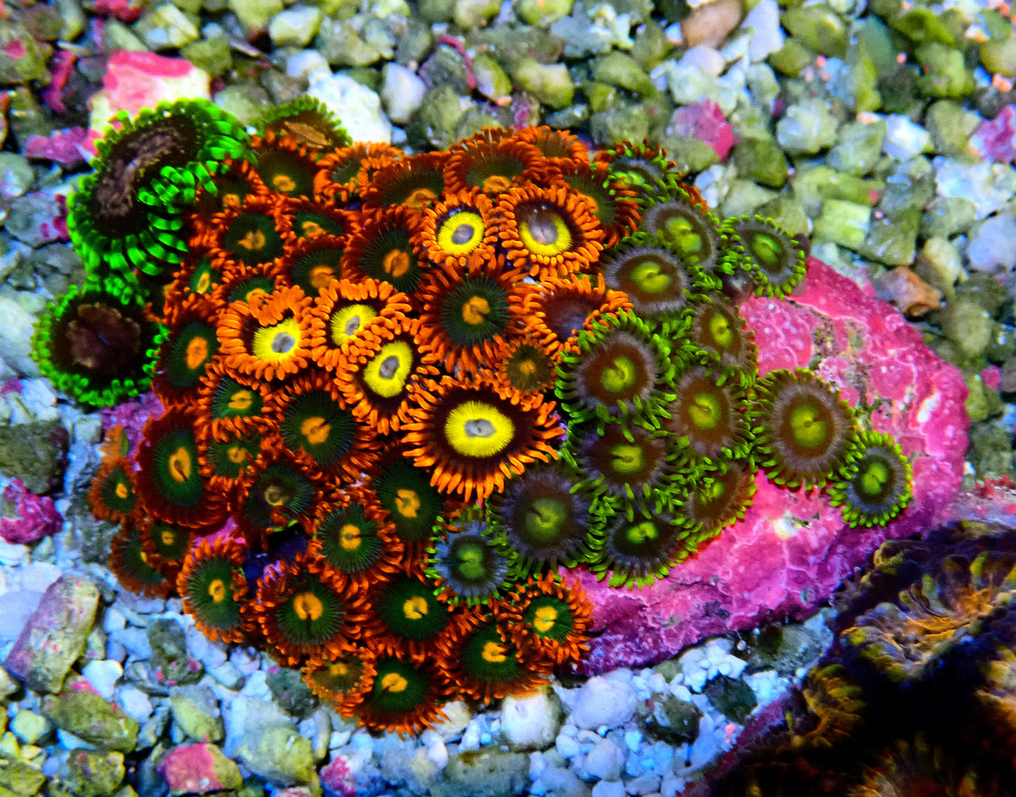 Mini Zoa rock