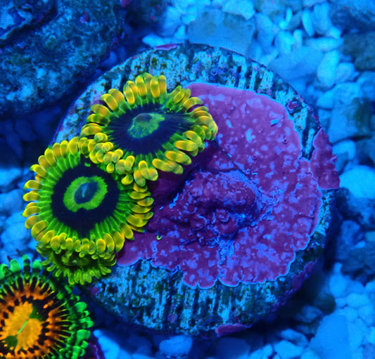 Rainbow Yoda Zoanthid WYSIWYG