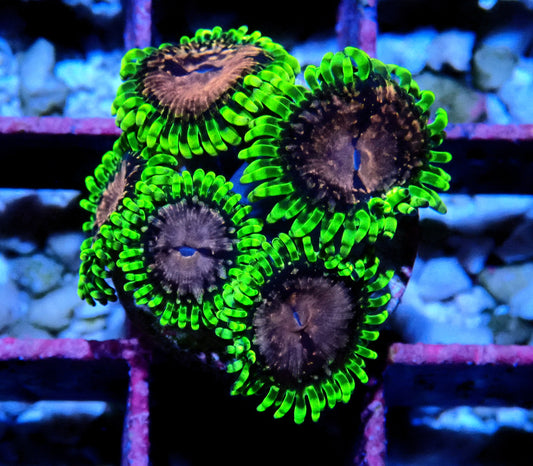 Purple Monster Zoanthid WYSIWYG