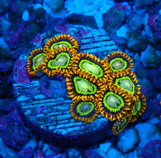 Treehouse of Horrors Zoanthid WYSIWYG