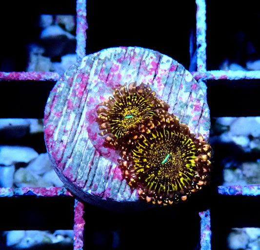 Black Galaxy Zoanthid WYSIWYG