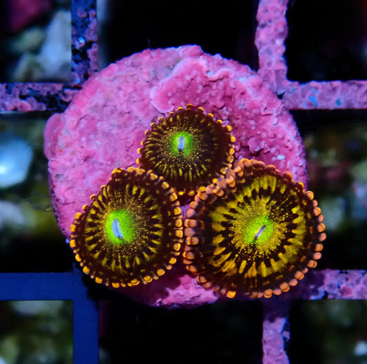 Alien Anti-Venom Zoanthid WYSIWYG