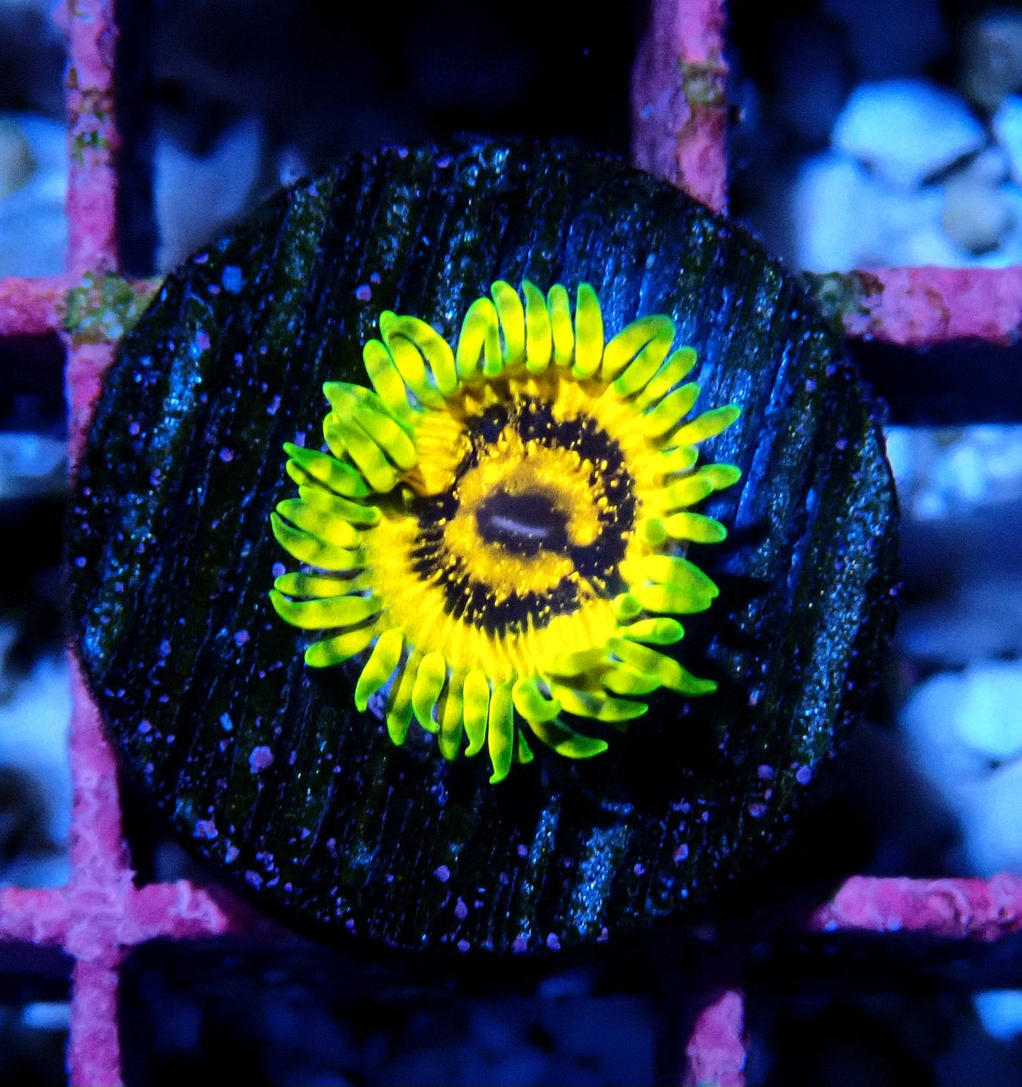 Adonis Zoanthid WYSIWYG