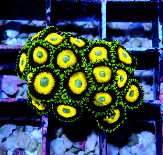 Scrambled Eggs Zoanthid WYSIWYG