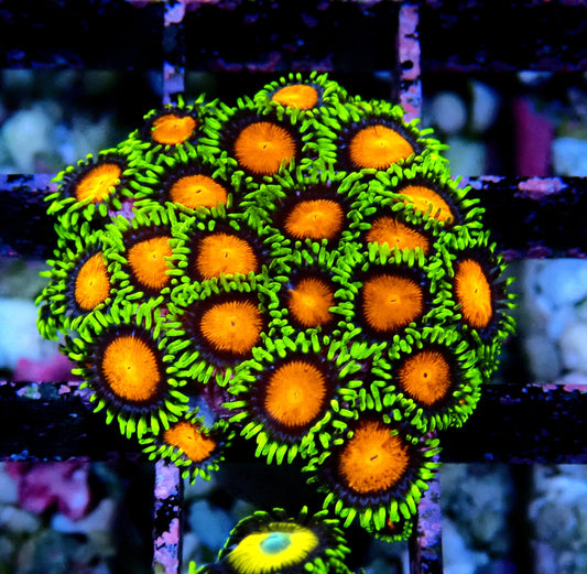 Spongebob Zoanthid WYSIWYG