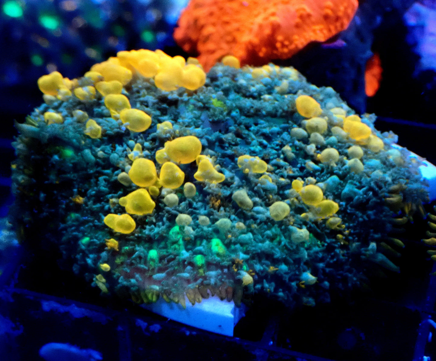 Sunkist Bounce Mushroom WYSIWYG