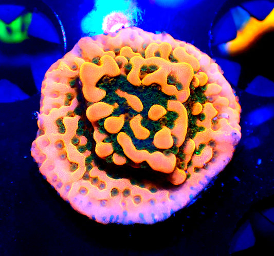Cherry Tree Montipora 20mm