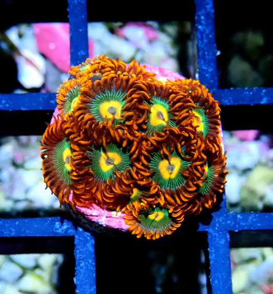 Gatorade Zoanthid WYSIWYG