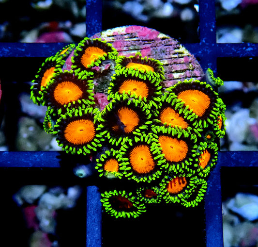 Spongebob Zoanthid WYSIWYG