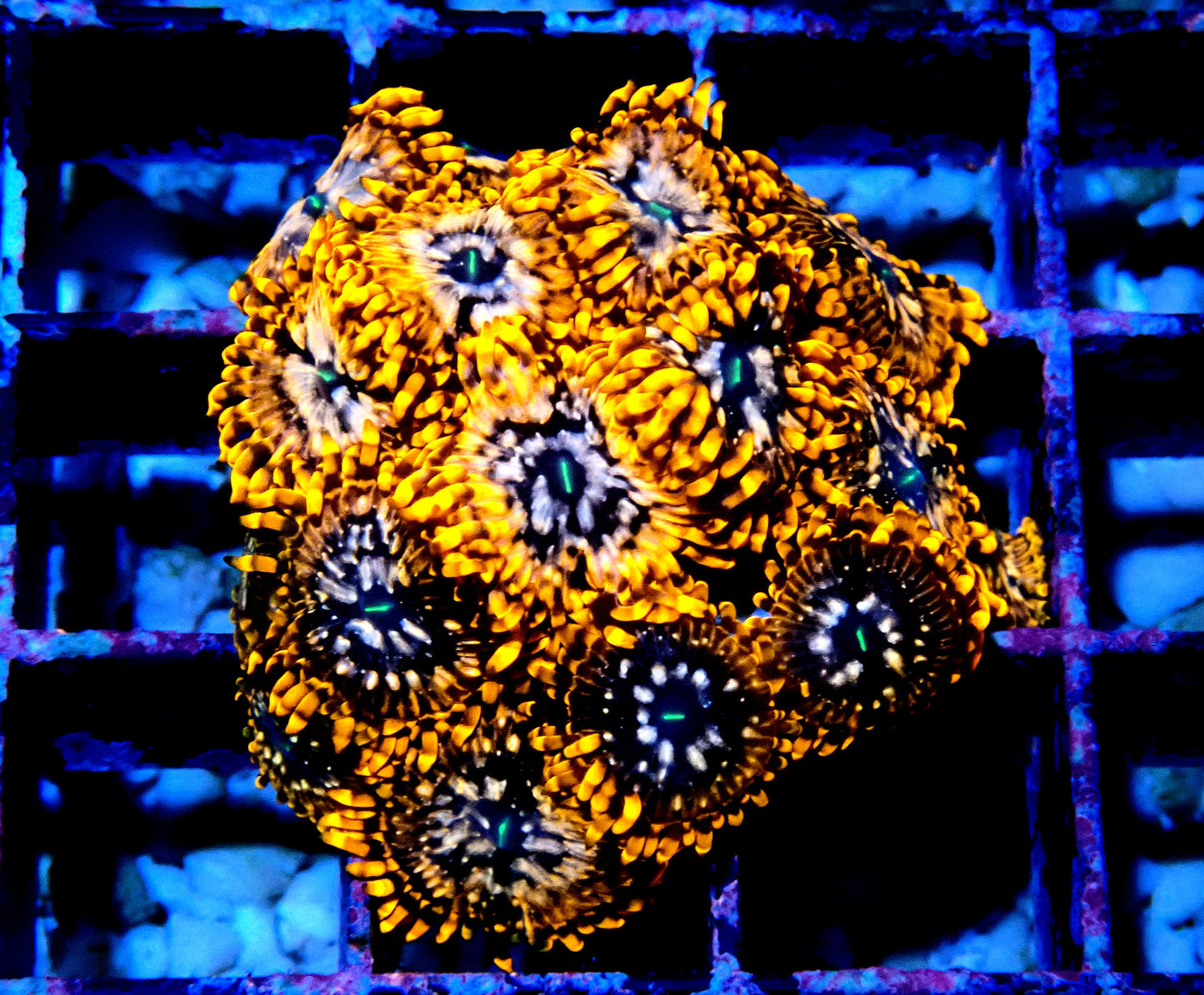 Utter Chaos Zoanthid WYSIWYG