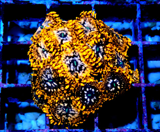 Utter Chaos Zoanthid WYSIWYG