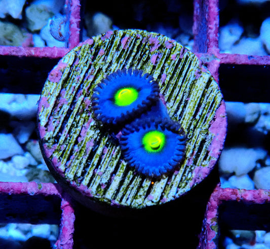 AOI Zoanthid WYSIWYG