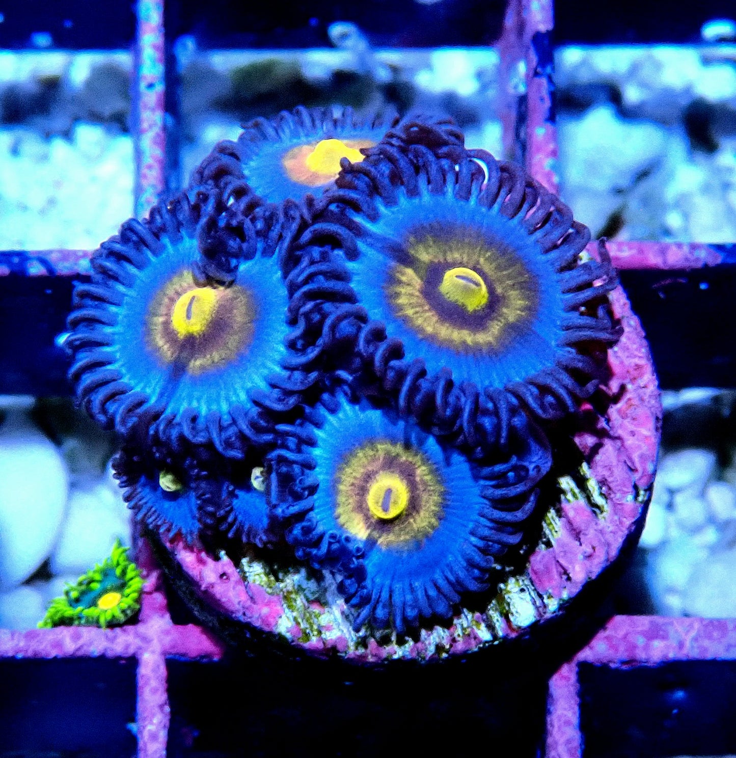 Miami Vice Zoanthid WYSIWYG