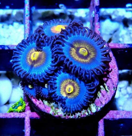Miami Vice Zoanthid WYSIWYG