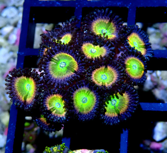 Rainbow Raptor Zoanthid WYSIWYG