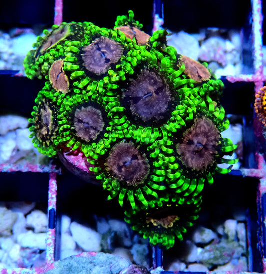 Purple Monster Zoanthid WYSIWYG