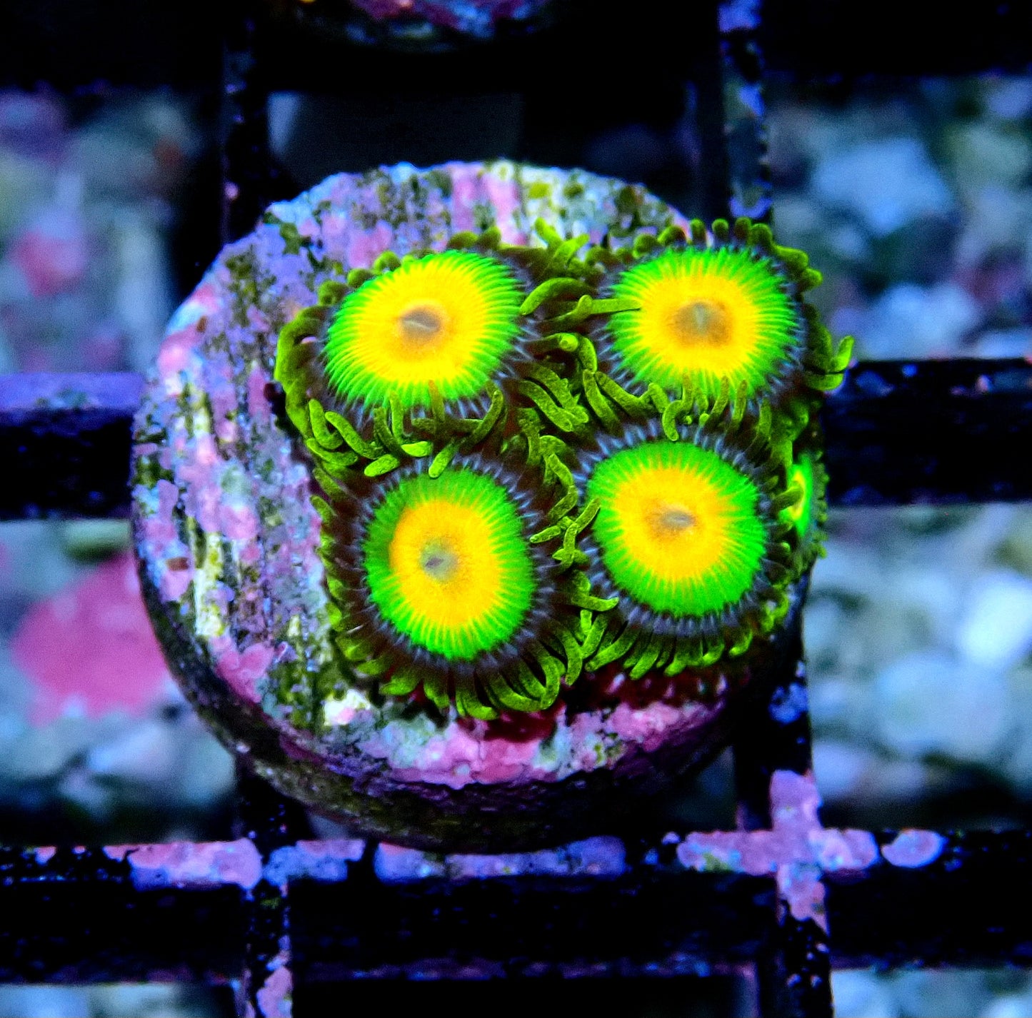 Rasta Zoanthid WYSIWYG