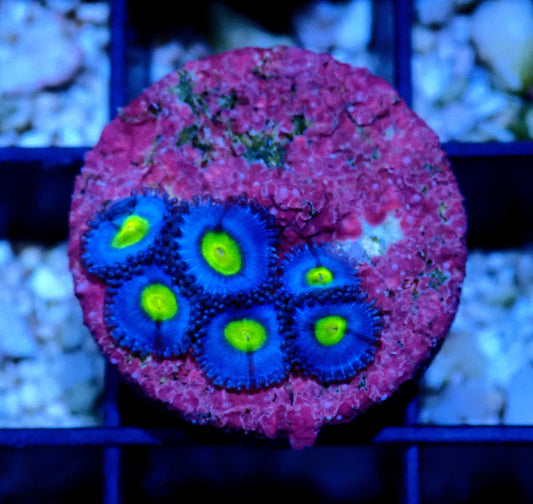 AOI Zoanthid WYSIWYG