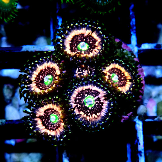 Pink Zipper Zoanthid WYSIWYG