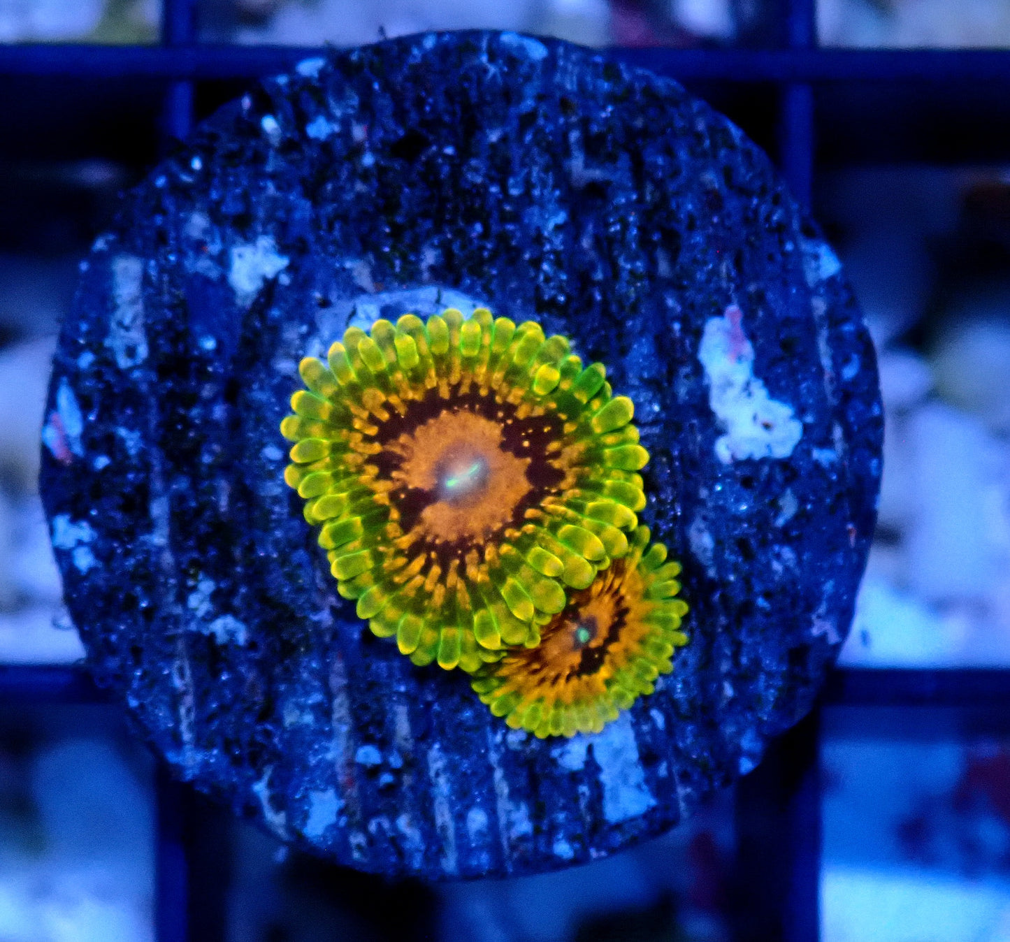 Grand Master Krakatoa Zoanthid WYSIWYG