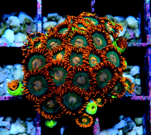 Gatorade Zoanthid WYSIWYG