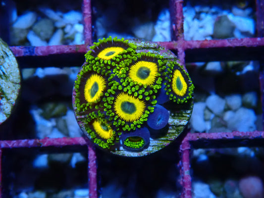 Scrambled Eggs Zoanthid WYSIWYG