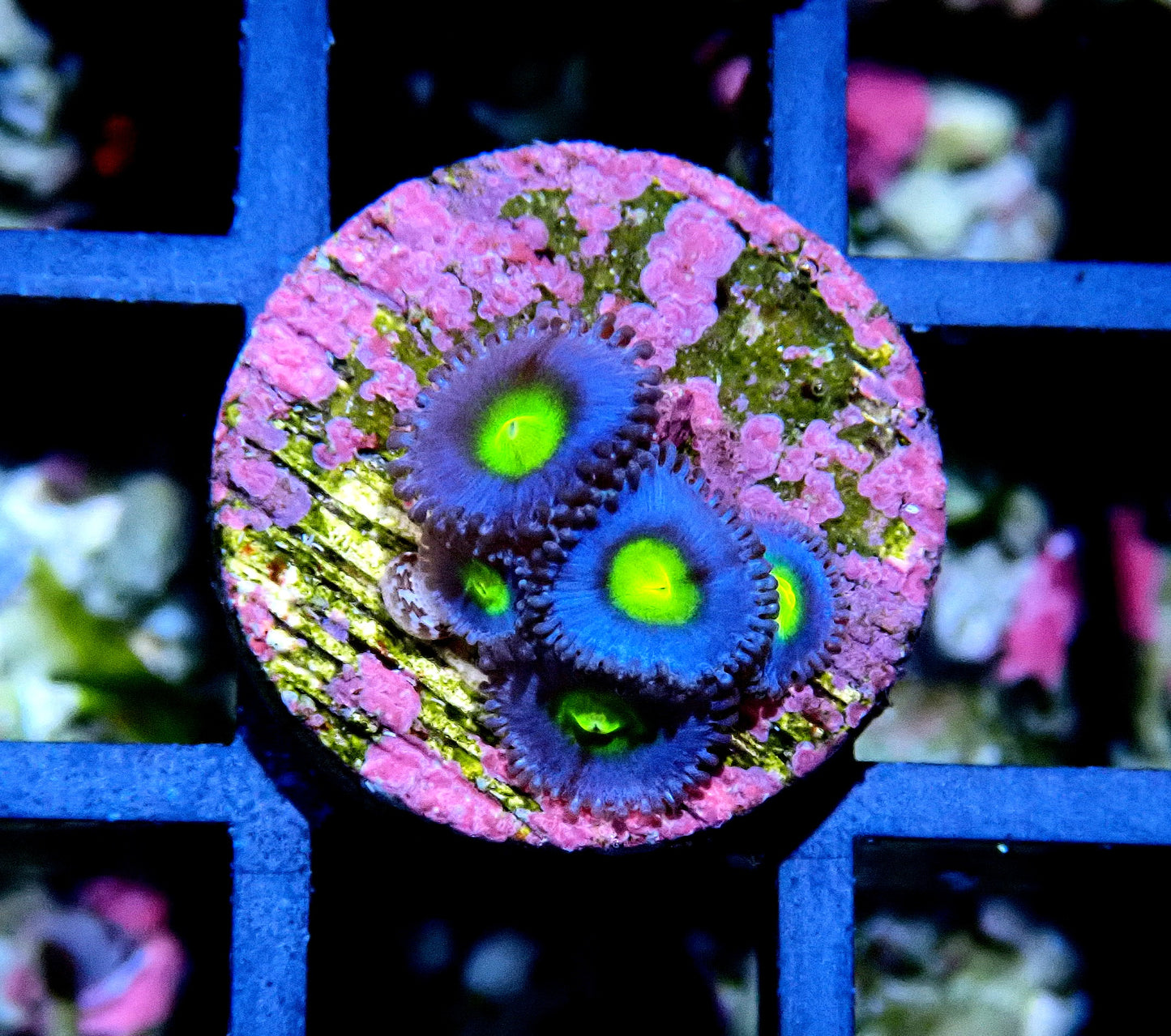 AOI Zoanthid WYSIWYG