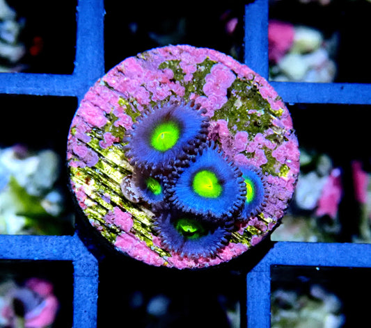 AOI Zoanthid WYSIWYG
