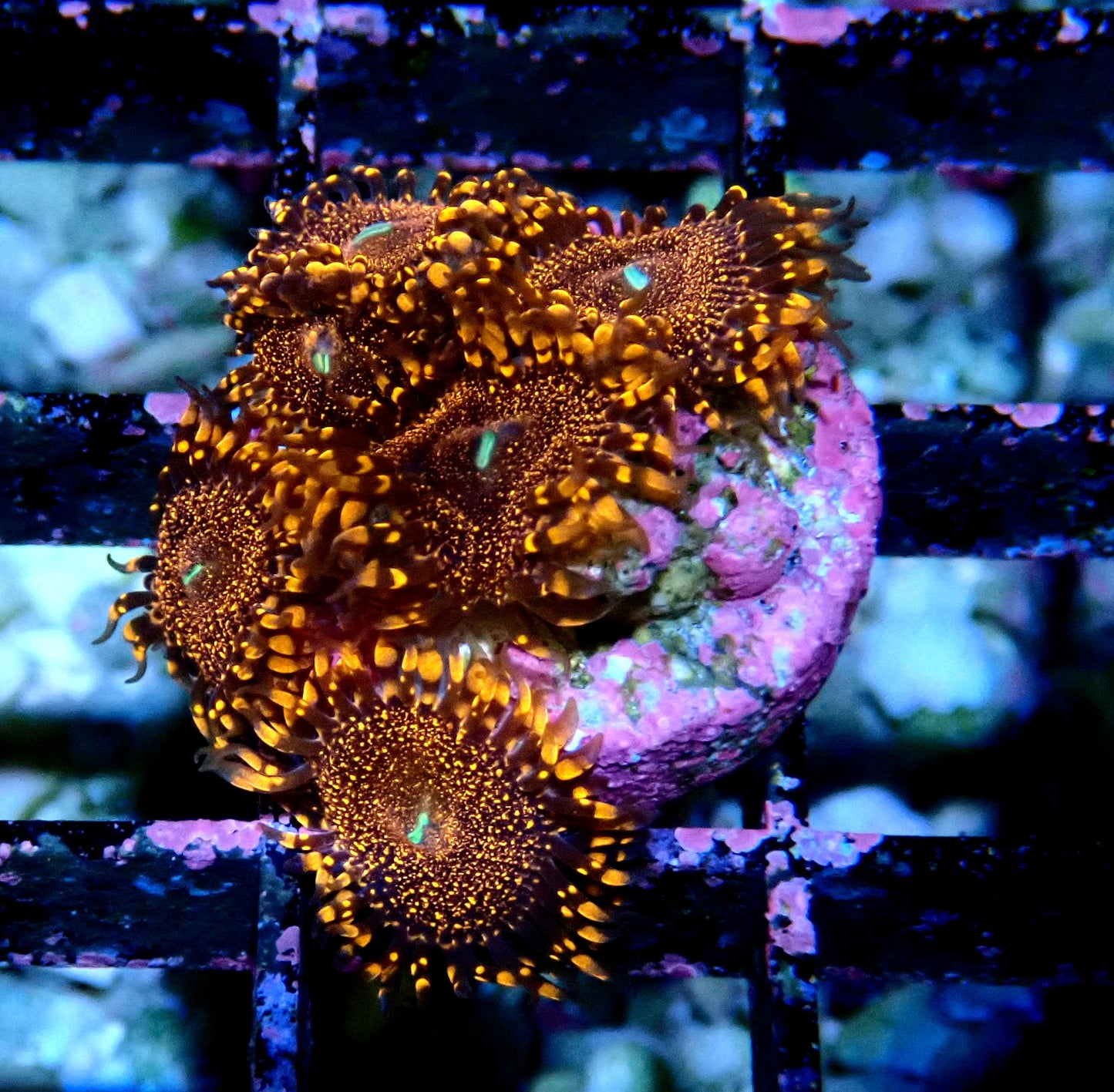 Darth Maul Zoanthid WYSIWYG