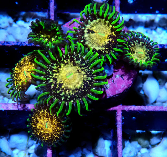 Texas Grim Reaper Zoanthid WYSIWYG