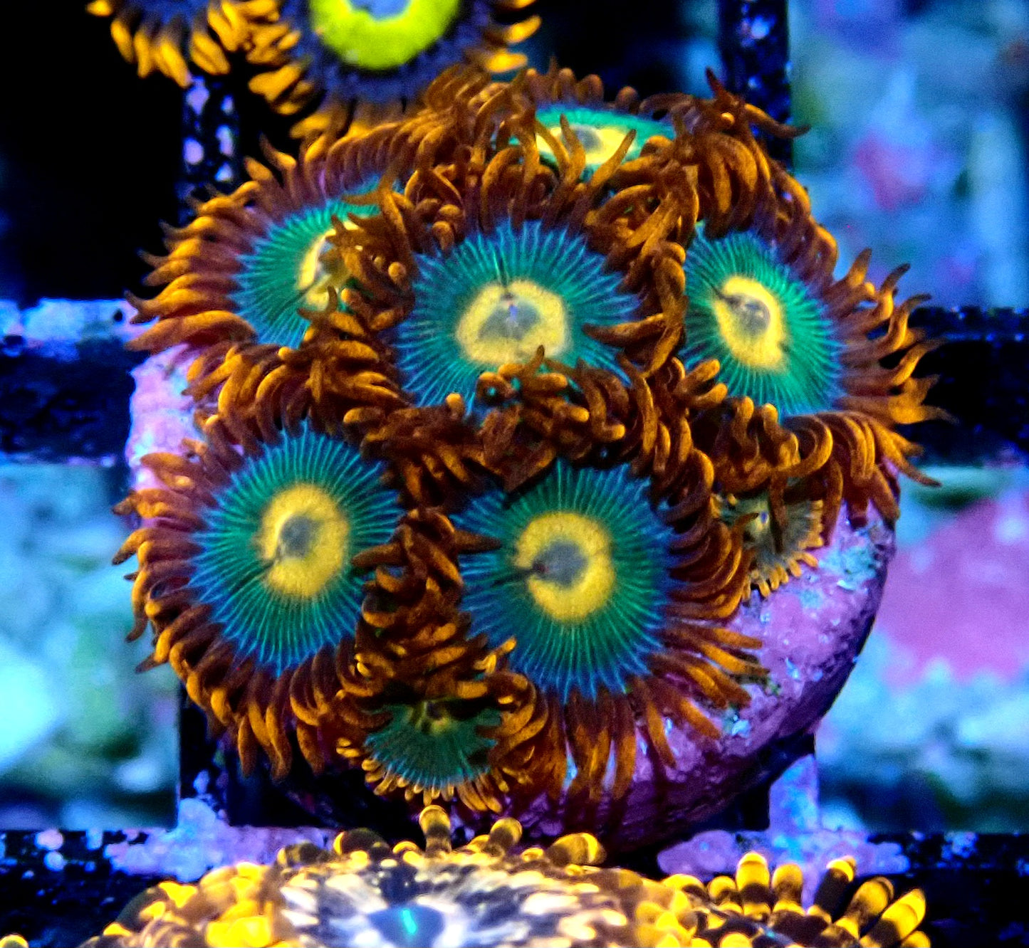 Gatorade Zoanthid WYSIWYG