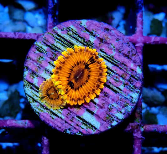 KO Nightmare Zoanthid WYSIWYG