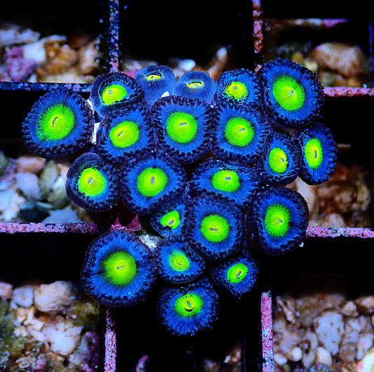 AOI Zoanthid WYSIWYG