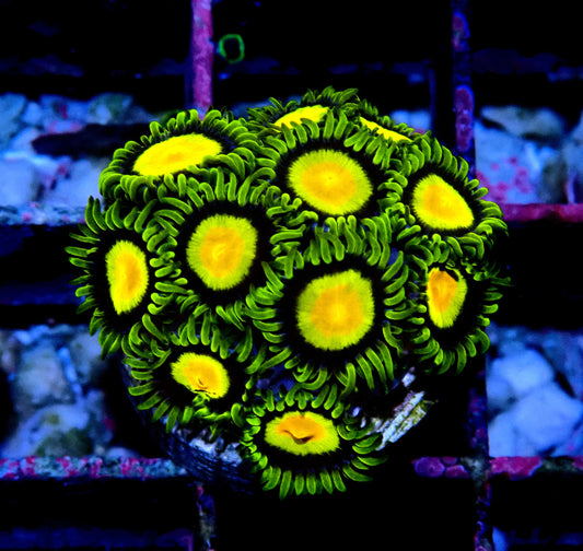Tutti Fruiti Zoanthid WYSIWYG