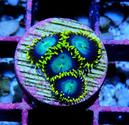 Chameleon Zoanthid WYSIWYG