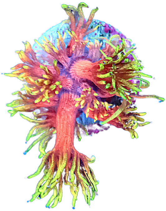 Tequila Sunrise Goniopora Small
